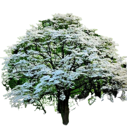 Milky Way Ornamental Tree 