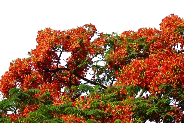 Royal Poinciana ornament tree