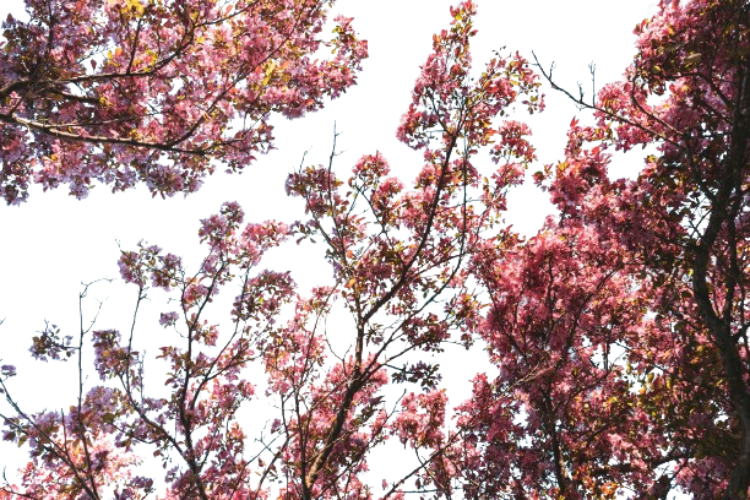 Eastern red bud ornament tree
