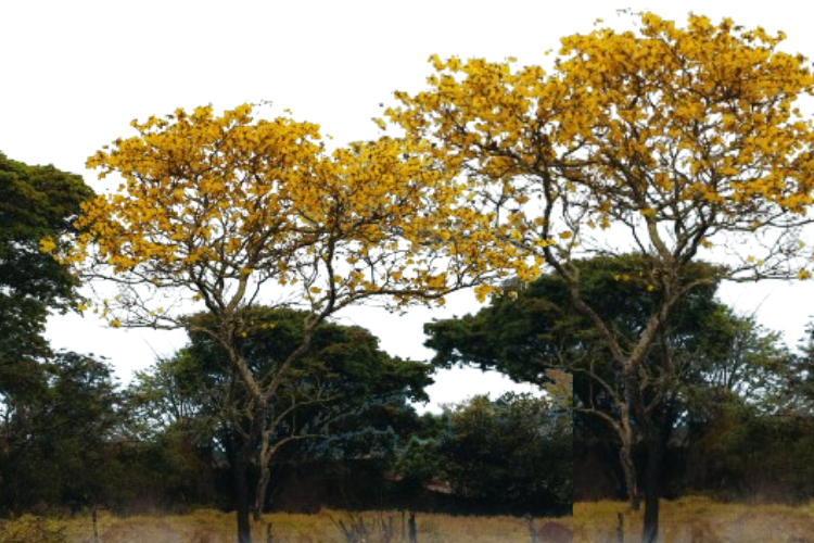 Golden Trumpet ornament tree