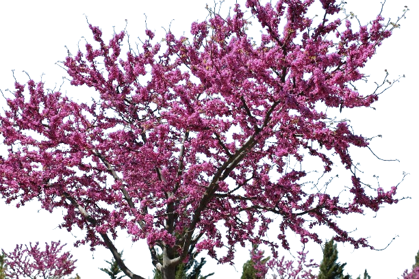 Eastern Redbud Ornamental tree